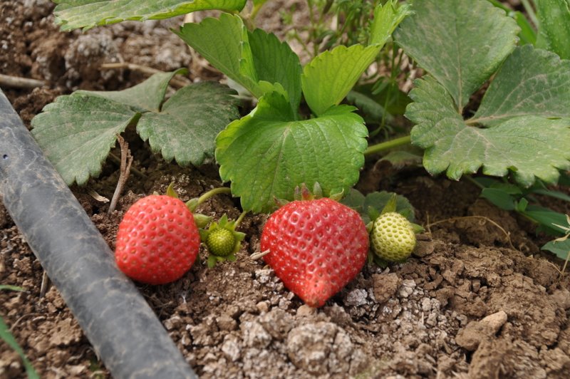 Strawberries project for developing countries