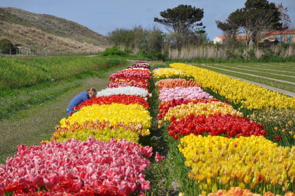 Abac Holland flower gardens