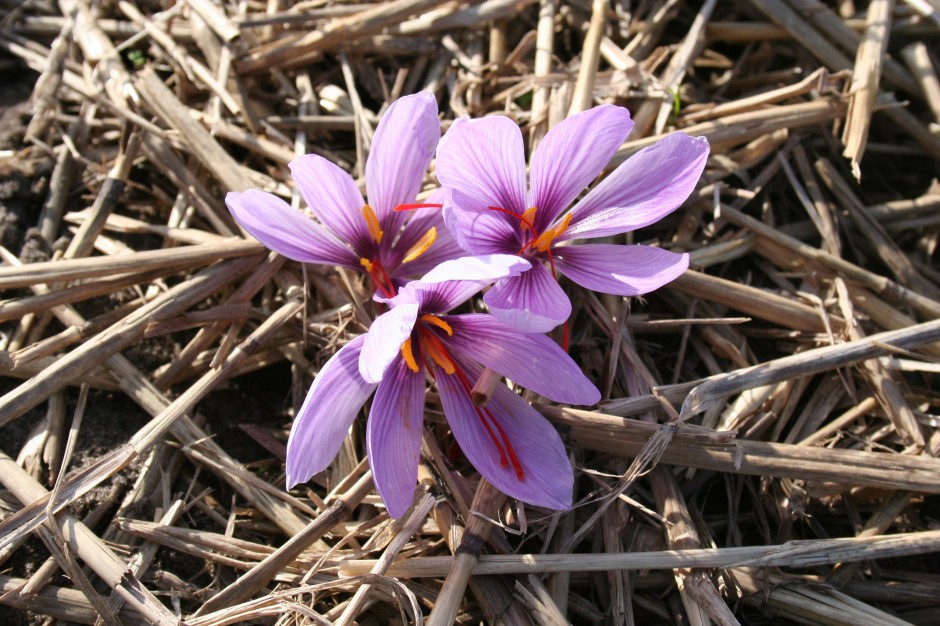 The saffron flower