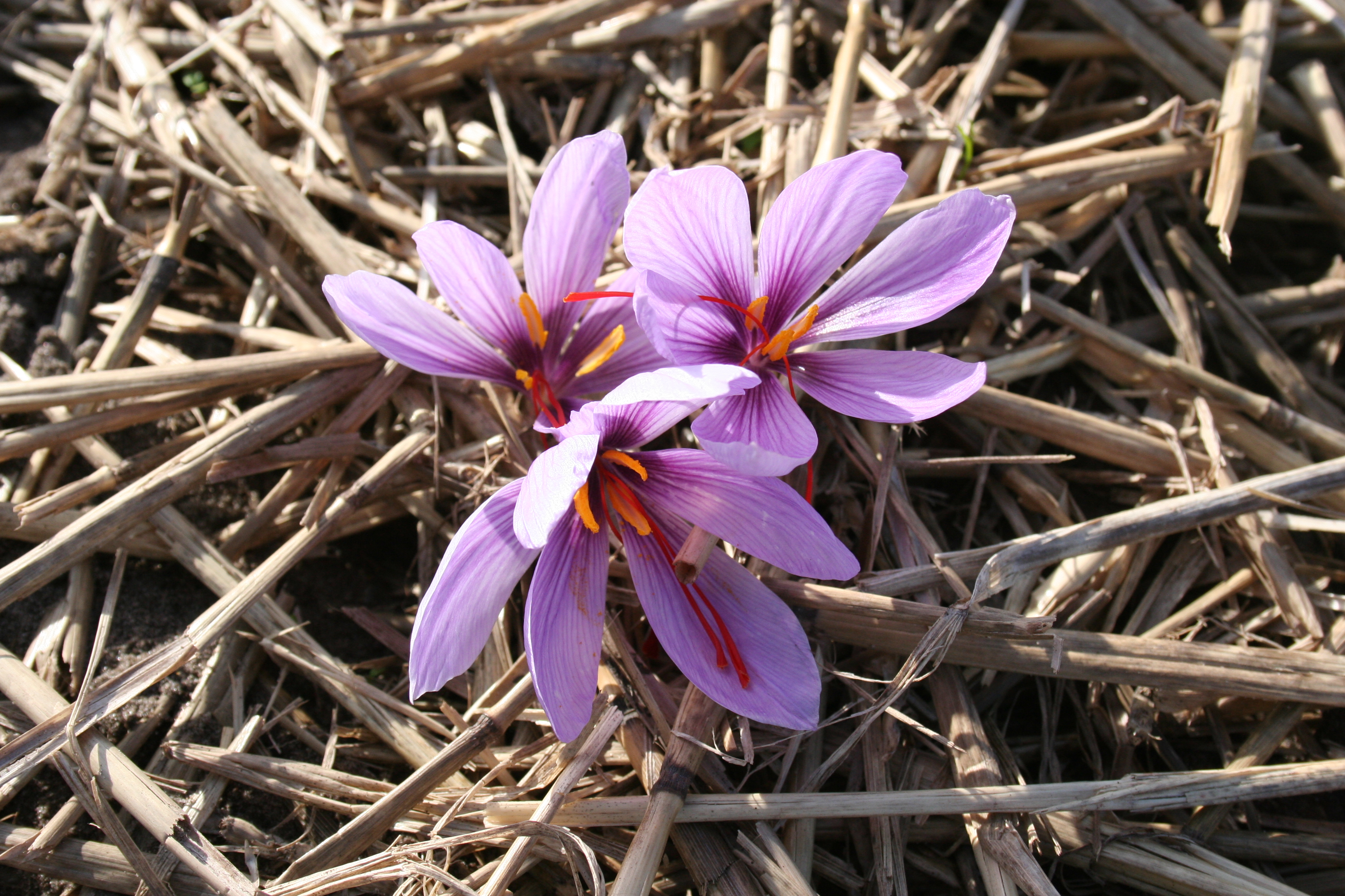 Шафран видео. Крокус Шафран посевной. Шафран специя Крокус. Шафран посевной (Crocus sativus). Крокус осеннецветущий Шафран посевной.