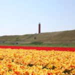 "Saffron farming and international agricultural projects by ABAC Holland BV"