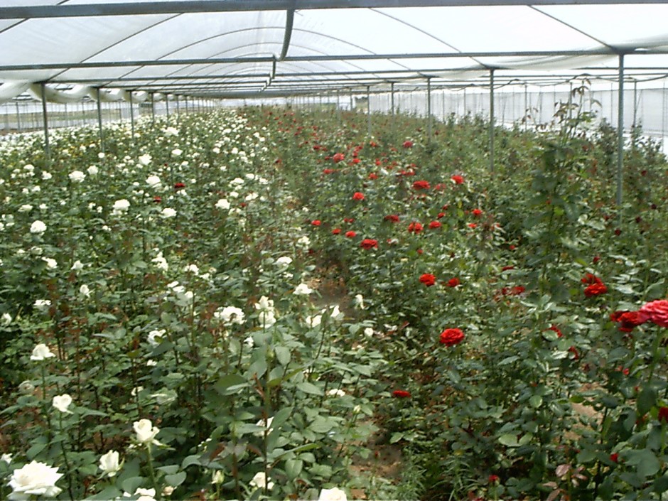 Cultivation in greenhouses under supervision Abac Holland bv
